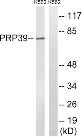 Anti-PRPF39