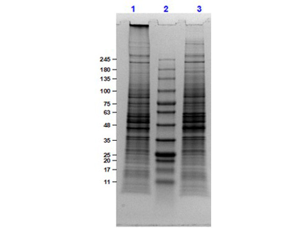 U-251 Whole Cell Lysate