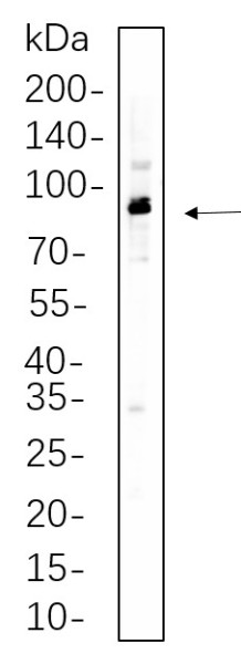 Anti-Recombinant Phospho-p90RSK (Ser380), clone 2D8