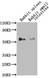 Anti-CD14 Monoclonal, clone 14G1F3
