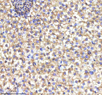 Anti-Zebrafish Myd88
