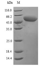 Perforin-1 (PRF1), mouse, recombinant