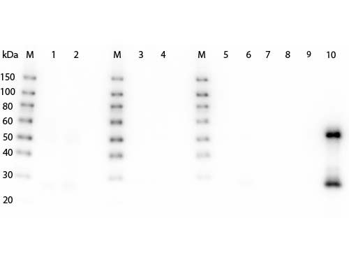 Anti-Mouse IgG (H&amp;L) [Goat] (Min X Bv Hs Hu Rb Rt &amp; Sh serum proteins) Peroxidase conjugated F(ab&#039;)2
