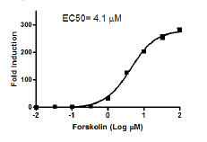 CRE/CREB Reporter (Luc) - HEK293 Cell Line (cAMP/PKA Signaling Pathway)