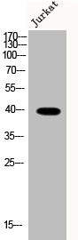 Anti-Phospho-SMAD3 (S208)