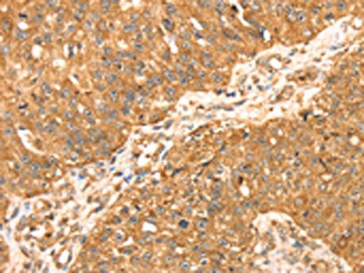 Anti-MAPK7