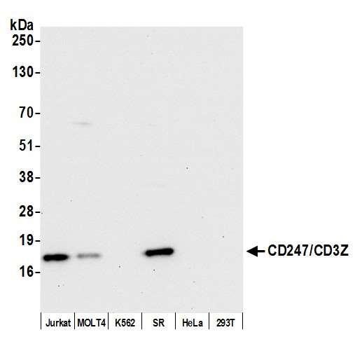 Anti-CD247/CD3Z Recombinant Monoclonal