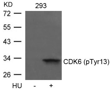 Anti-phospho-CDK6 (Tyr13)