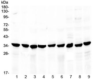 Anti-COPE / Coatomer subunit epsilon