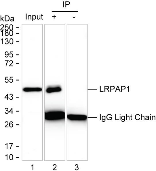 Anti-LRPAP1