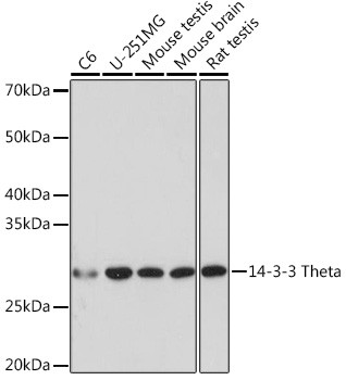 Anti-14-3-3 Theta Rabbit (CAB8936)