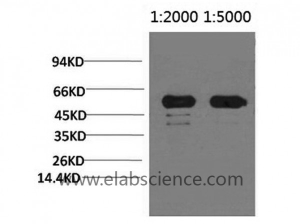 Anti-Rubisco (Large Chain), clone 3G7