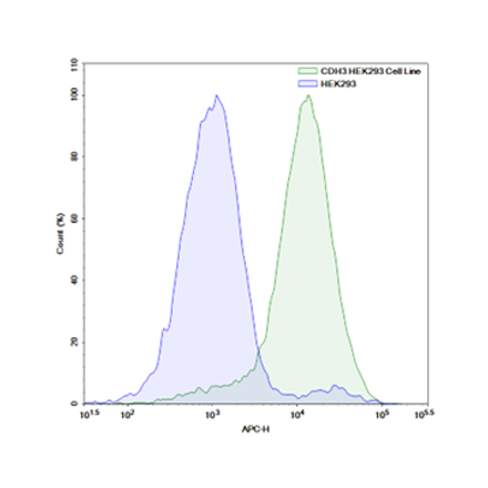 Cadherin3 (CDH3) HEK293 Cell Line
