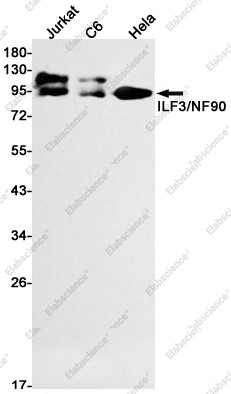 Anti-Recombinant ILF3, clone C112861