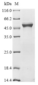 Extracellular tyrosine-protein kinase PKDCC (Pkdcc), mouse, recombinant