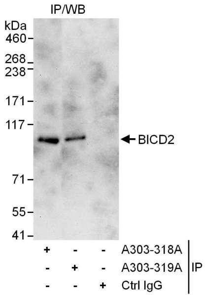 Anti-BICD2