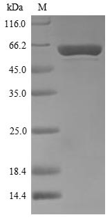 DNA polymerase I, thermostable (polA),partial, Thermus aquaticus, recombinant
