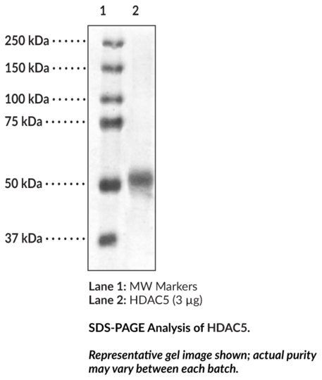 HDAC5 (human, recombinant)