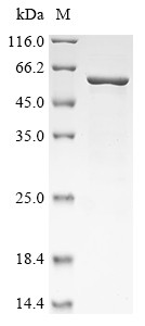 Dyslexia-associated protein KIAA0319-like protein (KIAA0319L), partial, human, recombinant