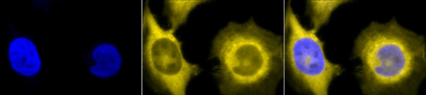 Anti-GRP94, clone 9G10