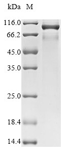 Complement factor I (Cfi), rat, recombinant