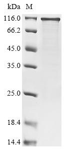 RNA-binding protein FUS (FUS), human, recombinant
