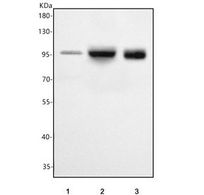 Anti-PCDHGA2 / Protocadherin gamma A2