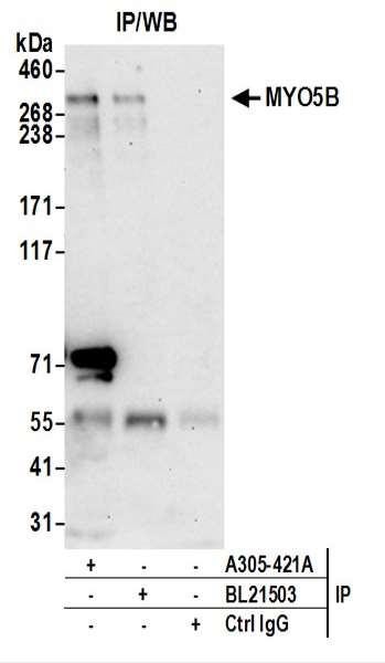 Anti-MYO5B