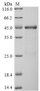 Neurosecretory protein VGF (VGF), partial, human, recombinant