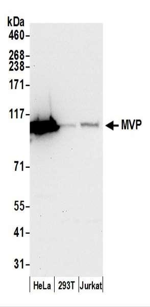 Anti-MVP/Major Vault Protein