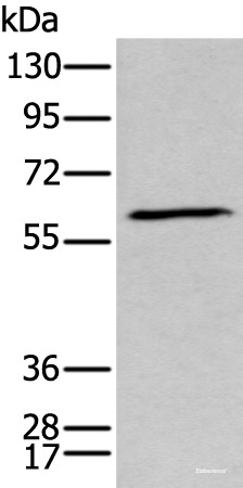 Anti-GPC5