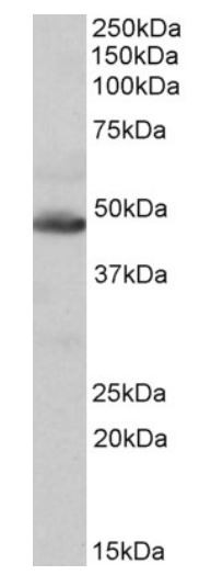 Anti-IDH2