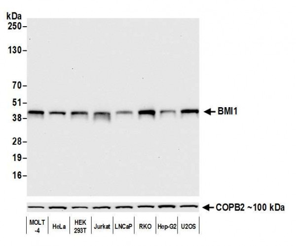 Anti-BMI1 Recombinant Monoclonal