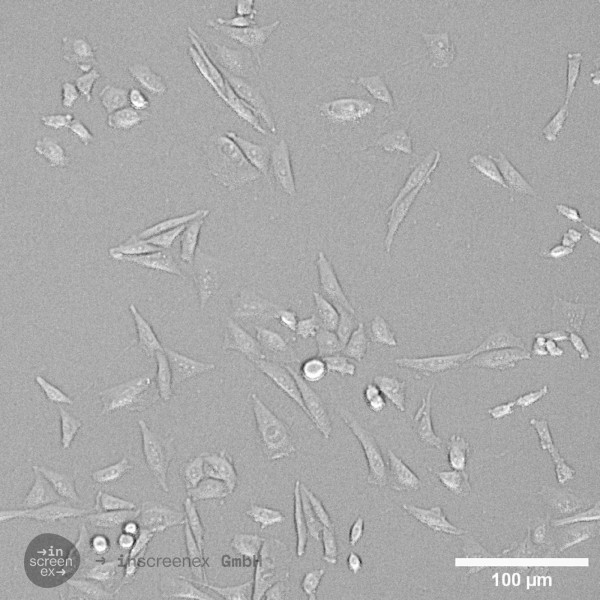 CHO-FOLR1 Cells