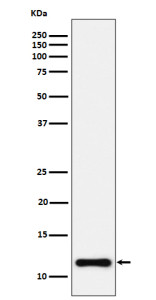 Anti-NDUFC2 / NADH dehydrogenase ubiquinone 1 subunit C2, clone 30N46