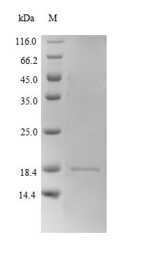 Hemoglobin subunit beta-2 (Hbb-b2), mouse, recombinant