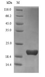 Triggering receptor expressed on myeloid cells 2 (TREM2), partial, human, recombinant