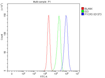 Anti-PYCR3 / Pyrroline-5-carboxylate reductase 3