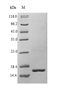 Bone morphogenetic protein 3 (BMP3), human, recombinant