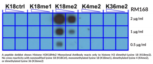 Anti-Histone H3K18Me2 Monoclonal Antibody (RM168)