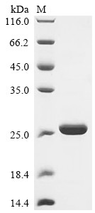Stabilin-1 (STAB1), partial, human, recombinant