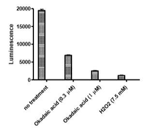 TEAD Luciferase Reporter Lentivirus