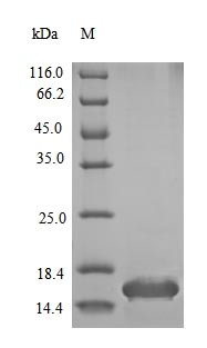 Insulin-1 (Ins1), mouse, recombinant