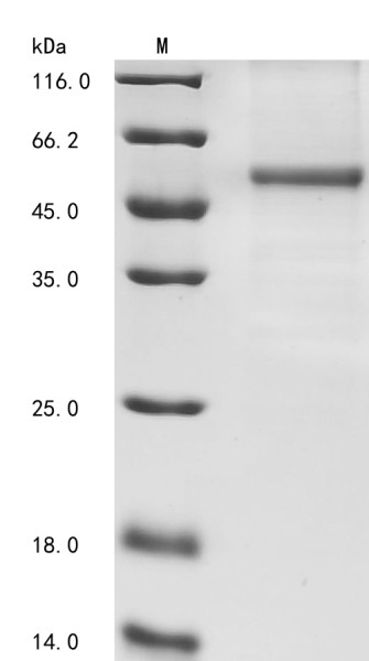 CREB/ATF bZIP transcription factor (Crebzf), mouse, recombinant