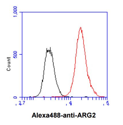 Anti-Arginase-2, clone 7F8