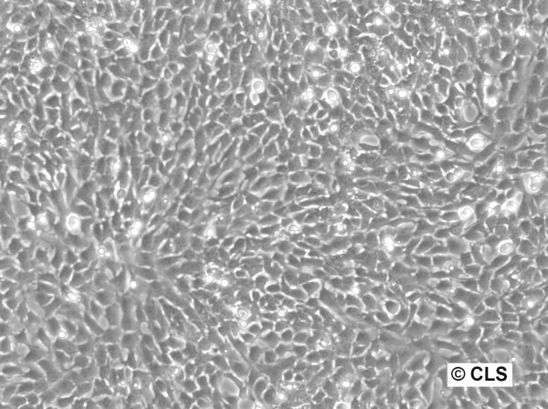 NRK-IBB-DiHcRed1 Cells