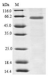 Myomegalin (PDE4DIP), human, recombinant