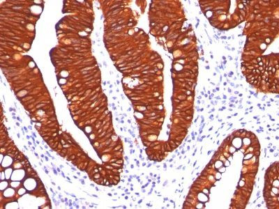 Anti-Cytokeratin 19(A53-B/A2.26), CF568 conjugate, 0.1mg/mL