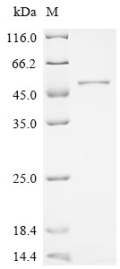 Outer membrane porin F (oprF), Pseudomonas aeruginosa, recombinant