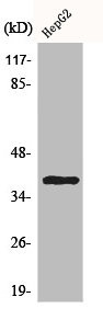 Anti-CCRL2 (PACO00545)